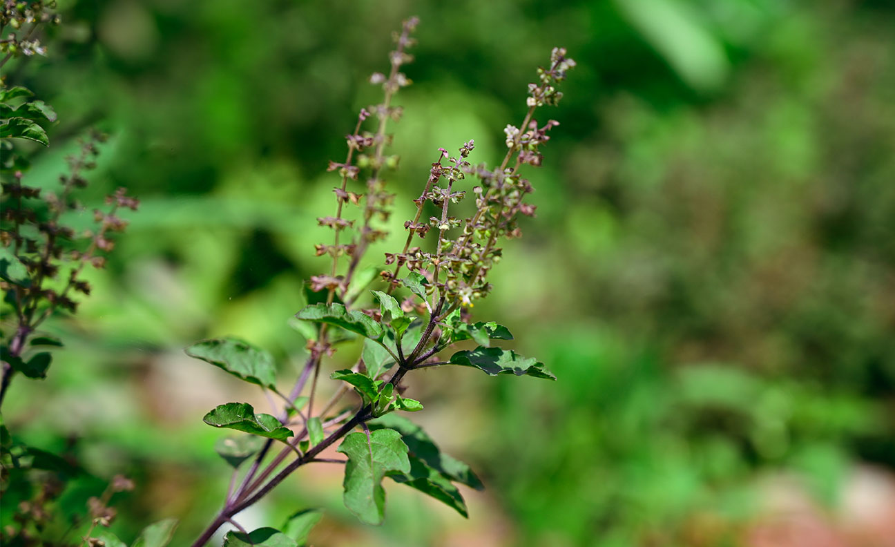 Tulsi Powder - Image 5